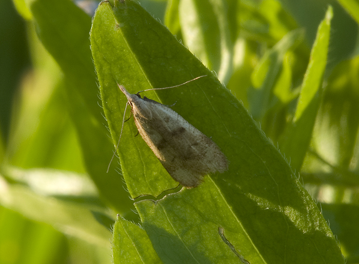 Eudonia pallida Crambidae